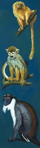 Macacos estranhos