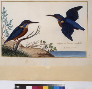 Página inteira: estudo de animais, c.1650-75 (têmpera sobre pergaminho) de Erich Lessing