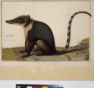 Página inteira: estudo de animais, c.1650-75 (têmpera sobre pergaminho) de Erich Lessing