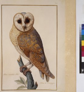 Página inteira: estudo de animais, c.1650-75 (têmpera sobre pergaminho) de Erich Lessing