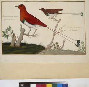 Página inteira: estudo de animais, c.1650-75 (têmpera sobre pergaminho) de Erich Lessing