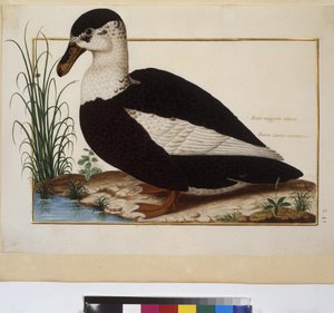 Página inteira: estudo de animais, c.1650-75 (têmpera sobre pergaminho) de Erich Lessing