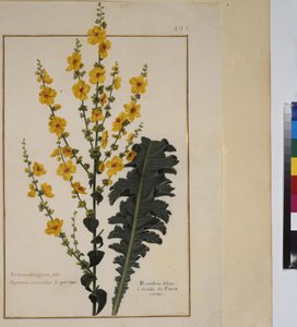 Página inteira: estudo de plantas, c.1650-75 de Erich Lessing