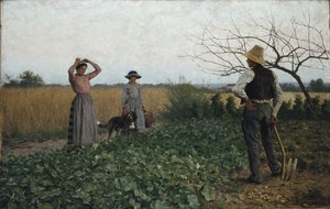 No campo de batata
