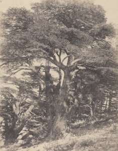 Grupo de Cedros do Monte Líbano / [Grupo de Cedros do Monte Líbano].