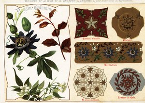 Imagens de jasmim e passionflower dos manuscritos e do seu a de Ernest Guillot