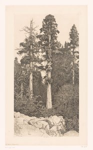 Sequoia árvore
Sequóia do bebé de Ernest Haskell (signed by artist)
