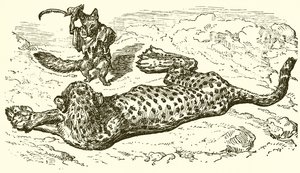 O Leopardo e a Raposa