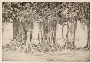 A árvore Banyan