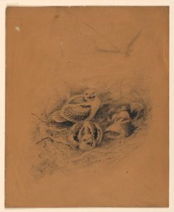 Aves de Ernest Thompson Seton
