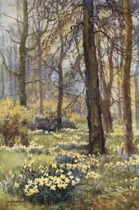 O deserto na primavera (lito colorido) de Ernest William Haslehust