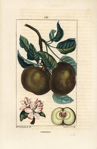 Macieira - macieira, Malus domestica, com ramo, folha, fruto, flor e fruto maduro em seção mostrando sementes. Gravura em chapa de cobre colorida à mão por Lambert Junior a partir de um desenho de Ernestine Panckoucke de Chaumeton, Poiret e Chamberet