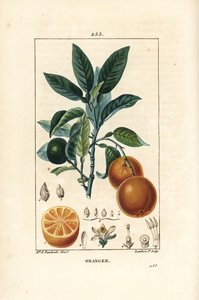 Bigaradier, Laranja, Citrus aurantium, com ramo, folha, flor, fruto maduro e não maduro, e secção através do fruto. Gravura de chapa de cobre colorida à mão por Lambert Junior a partir de um desenho de Ernestine Panckoucke de Chaumeton, Poiret e Chamberet