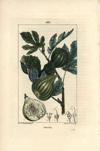 Tábua botânica: ramo de figueira com figos - figueira, Ficus carica, mostrando ramo com frutos e folhas maduras, e uma seção através dos frutos. Gravura de chapa de cobre colorida à mão por Lambert Junior a partir de um desenho de Madame E. Panckoucke de C