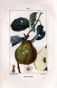 Tábua botânica: árvore de marmelo, Pyrus oblonga, mostrando fruta, flor, folhas, ramo e seção de fruta. Gravura em chapa de cobre colorida à mão por Lambert Junior a partir de um desenho de Madame Panckoucke de Chaumeton, "La Flore Med" de Poiret e Chamber