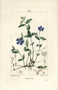 Periwinkle pequena - Pervinca menor, Vinca menor, com flor, folha, talo, raiz e semente. Gravura em chapa de cobre colorida à mão por Lambert Junior a partir de um desenho de Ernestine Panckoucke de Chaumeton, Poiret e Chamberet de "La Flore Medicale", P