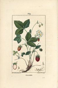 Morangueiro cultivado - Morango, Fragaria ananassa, mostrando flor, folha, fruto maduro, raízes e secção através do fruto. Gravura em chapa de cobre colorida à mão por Lambert Junior a partir de um desenho de Ernestine Panckoucke de Chaumeton, Poiret et Ch