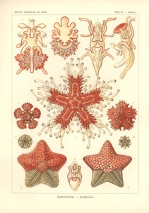 Asteridea - Sea Star, Pl.40. de 