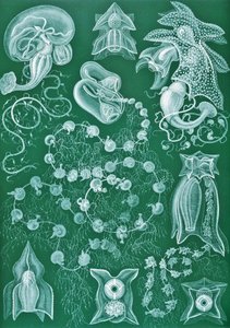 Exemplos de Siphonophorae de 