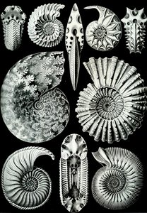 Ilustração de Ammonitida de "Art Forms of Nature" 1904 (lito) de Ernst (after) Haeckel