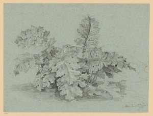 Planta de acanto de Ernst Fries