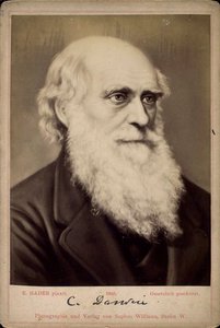 Charles Darwin, naturalista britânico, c1860s-c1870s de Ernst Hader