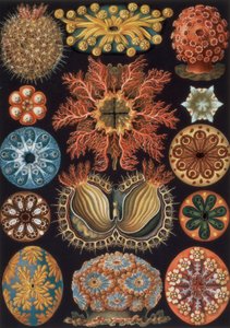 Ascidiae, placa 85 de "Art Forms of Nature"