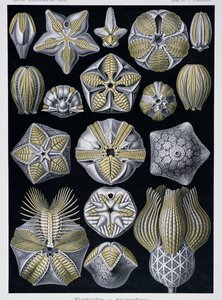 Blastoidea, placa de Artforms of Nature, c.1899-1904 (gravura a cores) de Ernst Haeckel