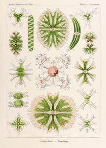 Placa 24 Staurastrum Desmidiea de "Kunstformen der Natur" (Formas de Arte na Natureza) ilustrada por Ernst Haeckel (1834-1919)