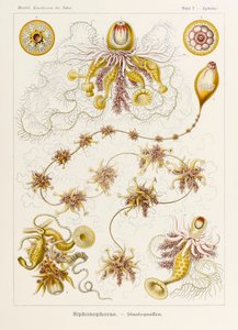 Placa 7 Epibulia Siphonophorae de 