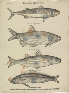 Estes são quatro lindos peixes (título sobre o objecto) de Erven de Weduwe Jacobus van Egmont
