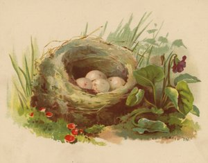 Ninho de pássaros (chromolitho)
