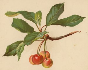 Cerejas (chromolitho)