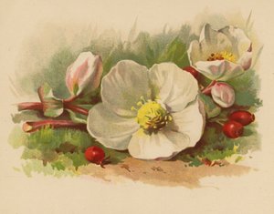 Rosa e Bagas de Natal (chromolitho)