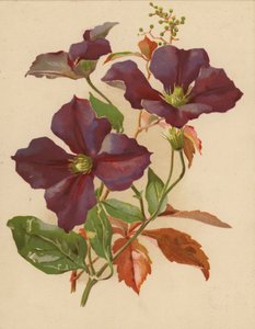 Clematis e Virginian Creeper (chromolitho)