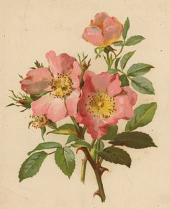 Rosas de cão (chromolitho)