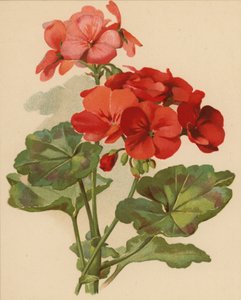 Gerânio (chromolitho)