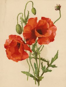 Papoilas (chromolitho)