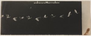 Cronofotografia de uma garça voadora