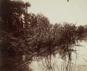 Juncos, lagoa de Plessis-Piquet