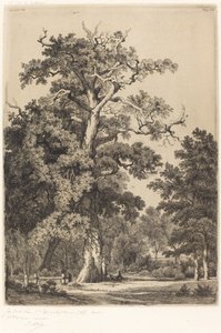 Carvalho antigo no Bois de Boulogne, 1855.