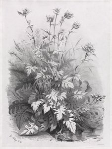 Grupos de várias plantas desenhadas após a natureza: No. 7