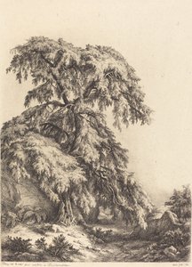 Junípero, 1840.