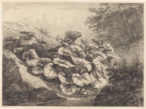 Grande Coltsfoot, 1843.