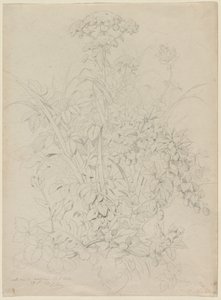 Estudo de plantas de Eugene Bléry