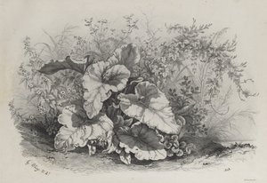 Estudo de plantas do grupo de várias plantas desenhadas e litografadas após a natureza de Eugene Bléry