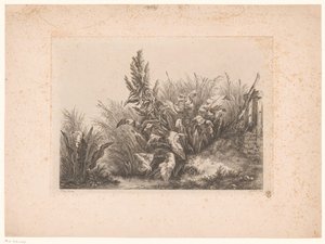 Waterzuring en riet aan de oever Paciência de água na pequena válvula Estudos Desenhados e Gravados da Natureza (...) (título da série) de Eugene Bléry