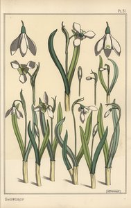 Ilustração botânica de uma gota de neve, Galanthus nivalis de Eugene Grasset