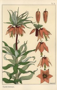 Ilustração botânica da flor imperial da coroa, Fritillaria imperialis de Eugene Grasset