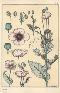 Ilustração botânica da papoila, com partes de flores, vagem de ópio de Eugene Grasset